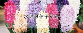 水培风信子花语,第1图