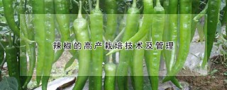 辣椒的高产栽培技术及管理,第1图