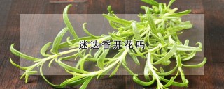 迷迭香开花吗,第1图