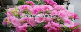 四季杜鹃花有哪些品种,第1图