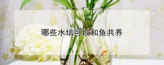 哪些水培可以和鱼共养,第1图