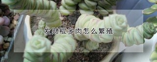 发财棍多肉怎么繁殖,第1图