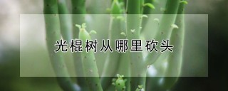 光棍树从哪里砍头,第1图