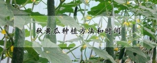 秋黄瓜种植方法和时间,第1图
