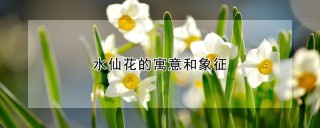 水仙花的寓意和象征,第1图