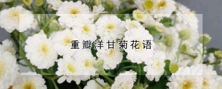 重瓣洋甘菊花语,第1图