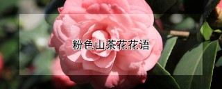 粉色山茶花花语,第1图