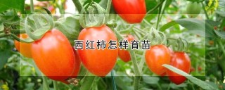 西红柿怎样育苗,第1图