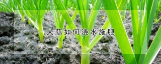 大蒜如何浇水施肥,第1图