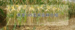 禾育165玉米品种介绍,第1图