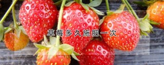 草莓多久施肥一次,第1图