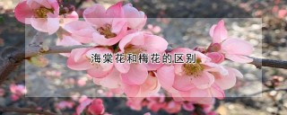 海棠花和梅花的区别,第1图