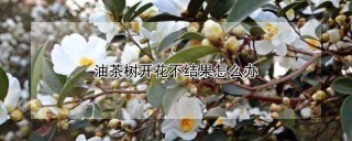 油茶树开花不结果怎么办,第1图