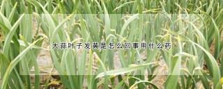 大蒜叶子发黄是怎么回事用什么药,第1图