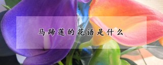 马蹄莲的花语是什么,第1图