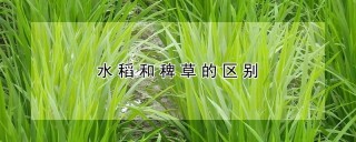 水稻和稗草的区别,第1图