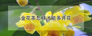 金花茶怎样才能多开花,第1图