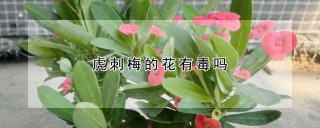 虎刺梅的花有毒吗,第1图