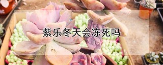 紫乐冬天会冻死吗,第1图