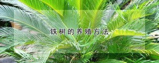 铁树的养殖方法,第1图