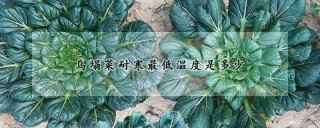 乌塌菜耐寒最低温度是多少,第1图