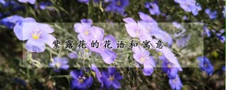 紫露花的花语和寓意,第1图