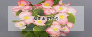 大花海棠花期,第1图