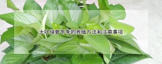 大叶绿萝冬季的养殖方法和注意事项,第1图