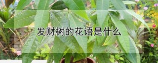 发财树的花语是什么,第1图