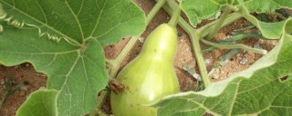 瓢瓜的种植方法,第1图