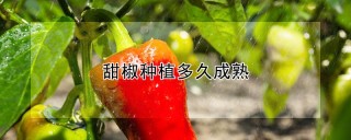 甜椒种植多久成熟,第1图