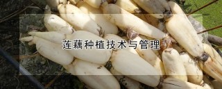 莲藕种植技术与管理,第1图