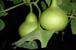 瓢瓜的种植方法,第3图