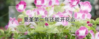 夏堇第二年还能开花么,第1图