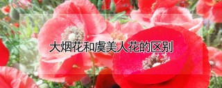 大烟花和虞美人花的区别,第1图