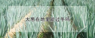 大葱在地里能过冬吗,第1图