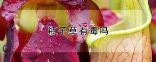 瓶子草有毒吗,第1图