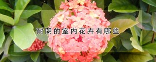 耐阴的室内花卉有哪些,第1图