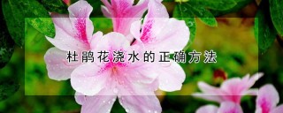 杜鹃花浇水的正确方法,第1图