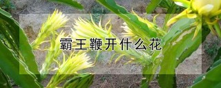 霸王鞭开什么花,第1图