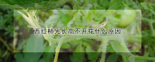 西红柿光长高不开花什么原因,第1图