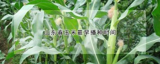 山东春玉米最早播种时间,第1图
