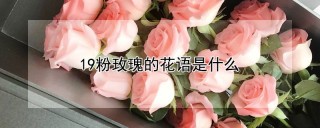 19粉玫瑰的花语是什么,第1图