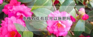 茶梅有花苞后可以施肥吗,第1图