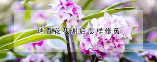 瑞香花花谢后怎样修剪,第1图