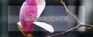 怎样给白兰花摘心打顶,第1图