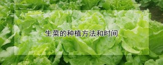 生菜的种植方法和时间,第1图