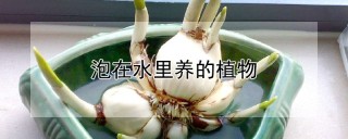 泡在水里养的植物,第1图