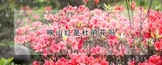 映山红是杜鹃花吗,第1图