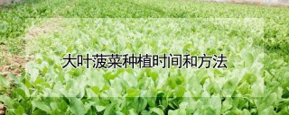 大叶菠菜种植时间和方法,第1图